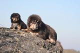 DOGUE DU TIBET 426